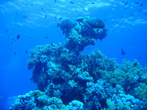 View of Temple Reef (Reef Oasis Hotel)